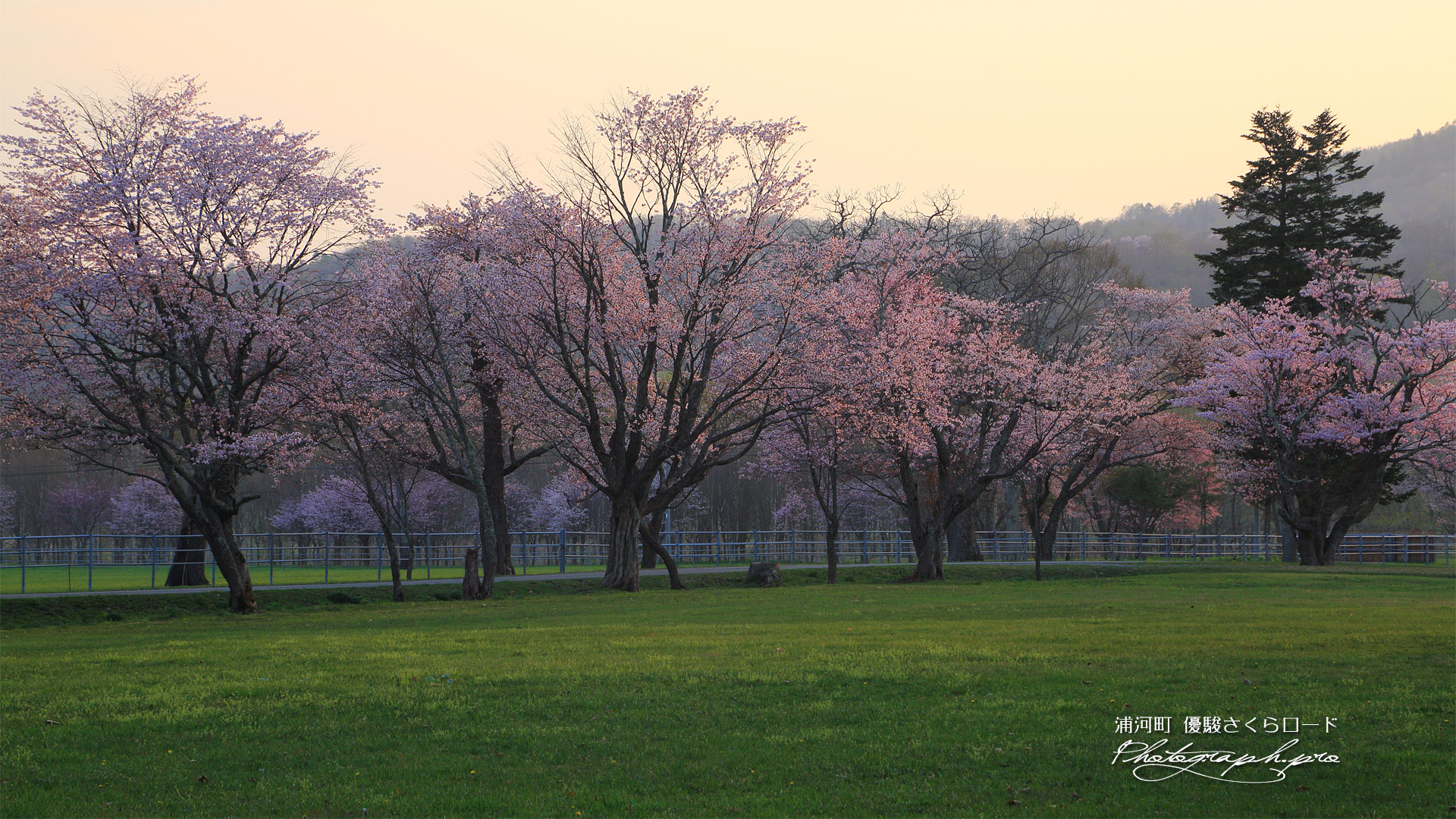 西舎の桜並木