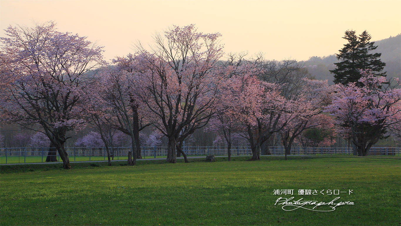 西舎の桜並木 壁紙