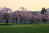 西舎の桜並木