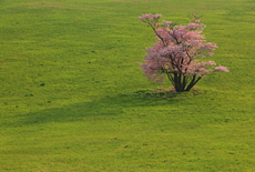 崎守町の一本桜