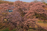 幌萌町の大桜