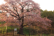 幌萌町の大桜