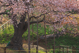 幌萌町の大桜