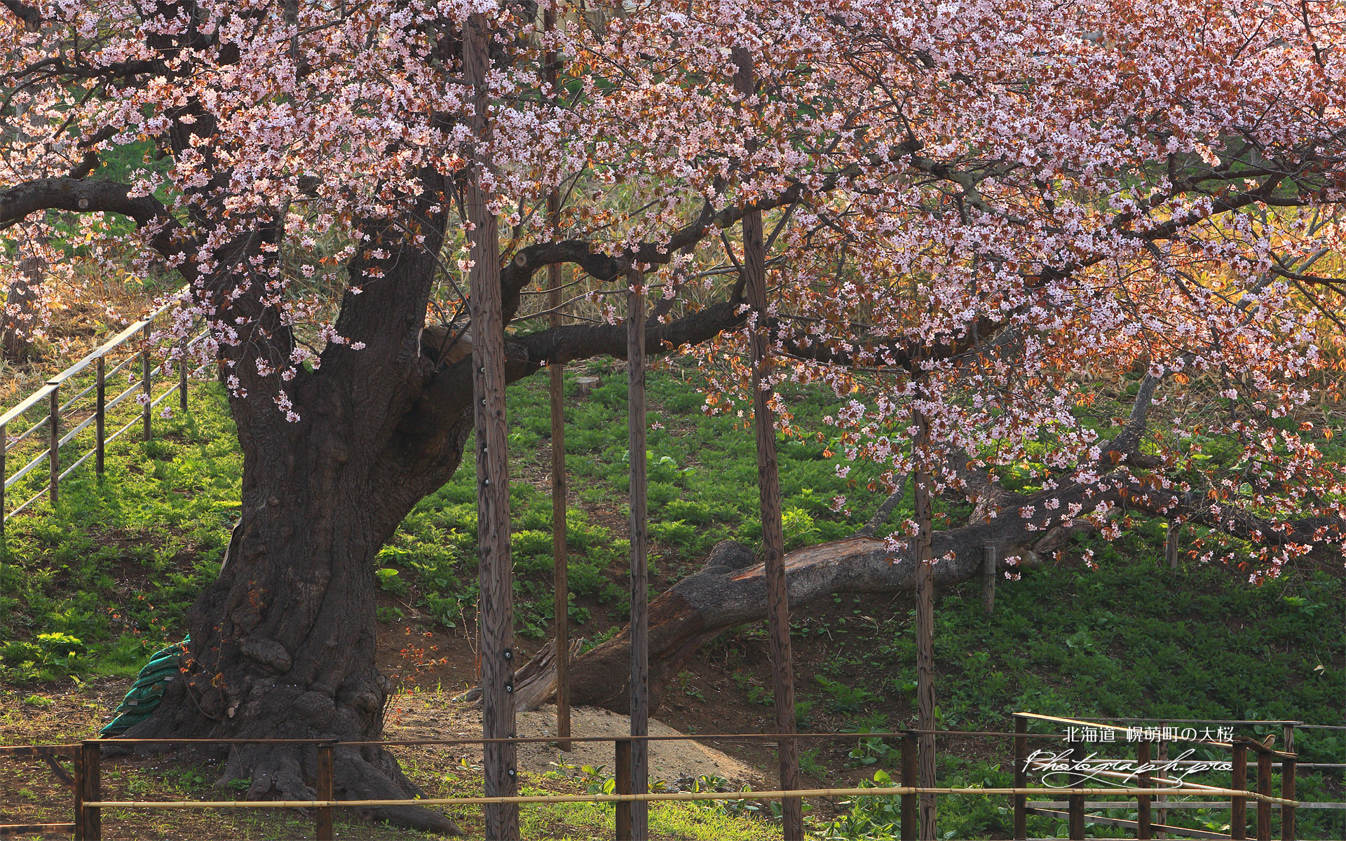 幌萌町の大桜