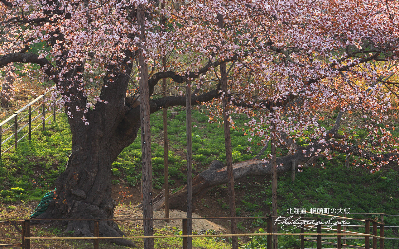 幌萌町の大桜 壁紙