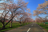 西舎桜並木