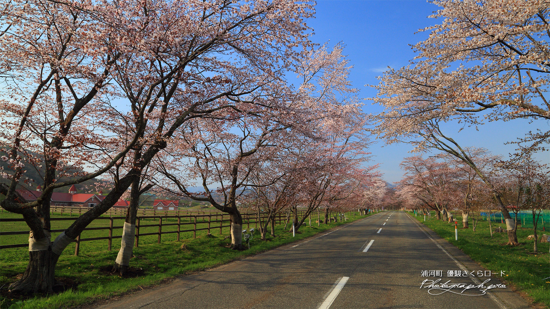 西舎桜並木