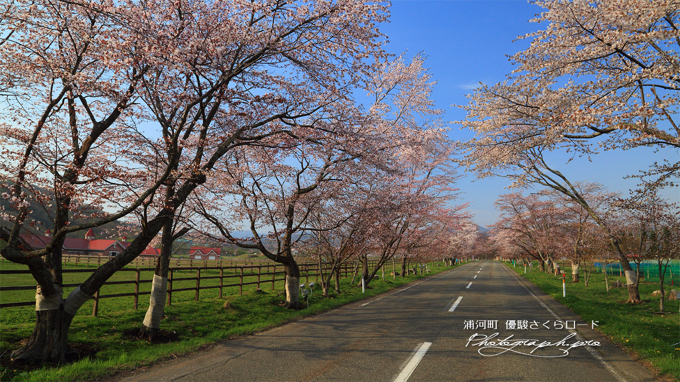 西舎桜並木 壁紙