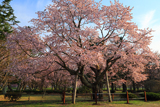 日高育成牧場の百年桜