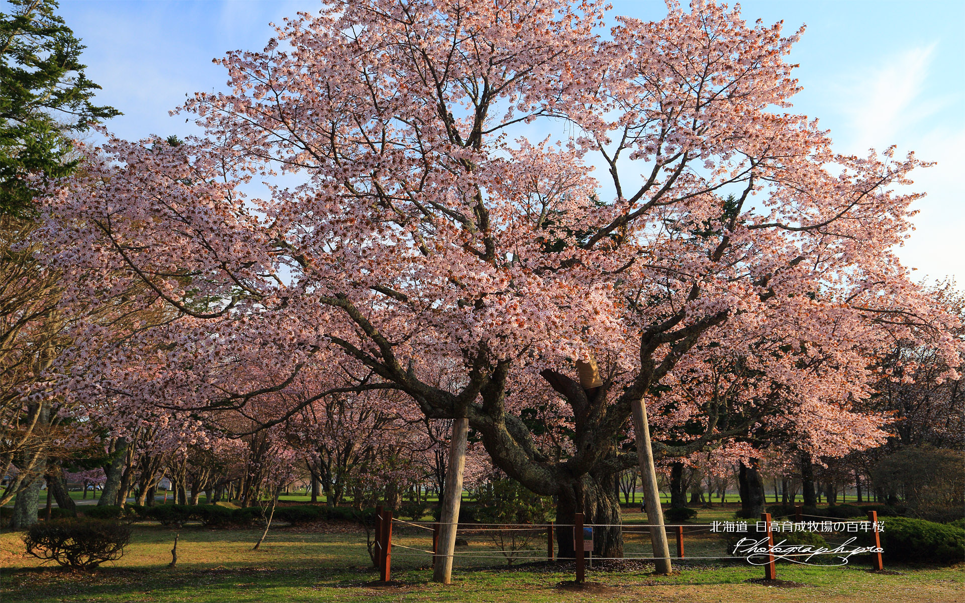 日高育成牧場の百年桜