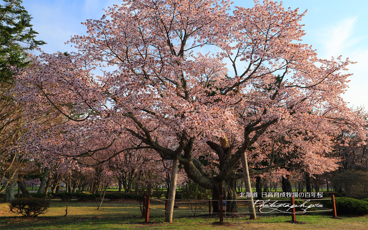 日高育成牧場の百年桜 壁紙