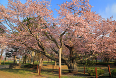 日高育成牧場の百年桜