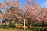 日高育成牧場の百年桜