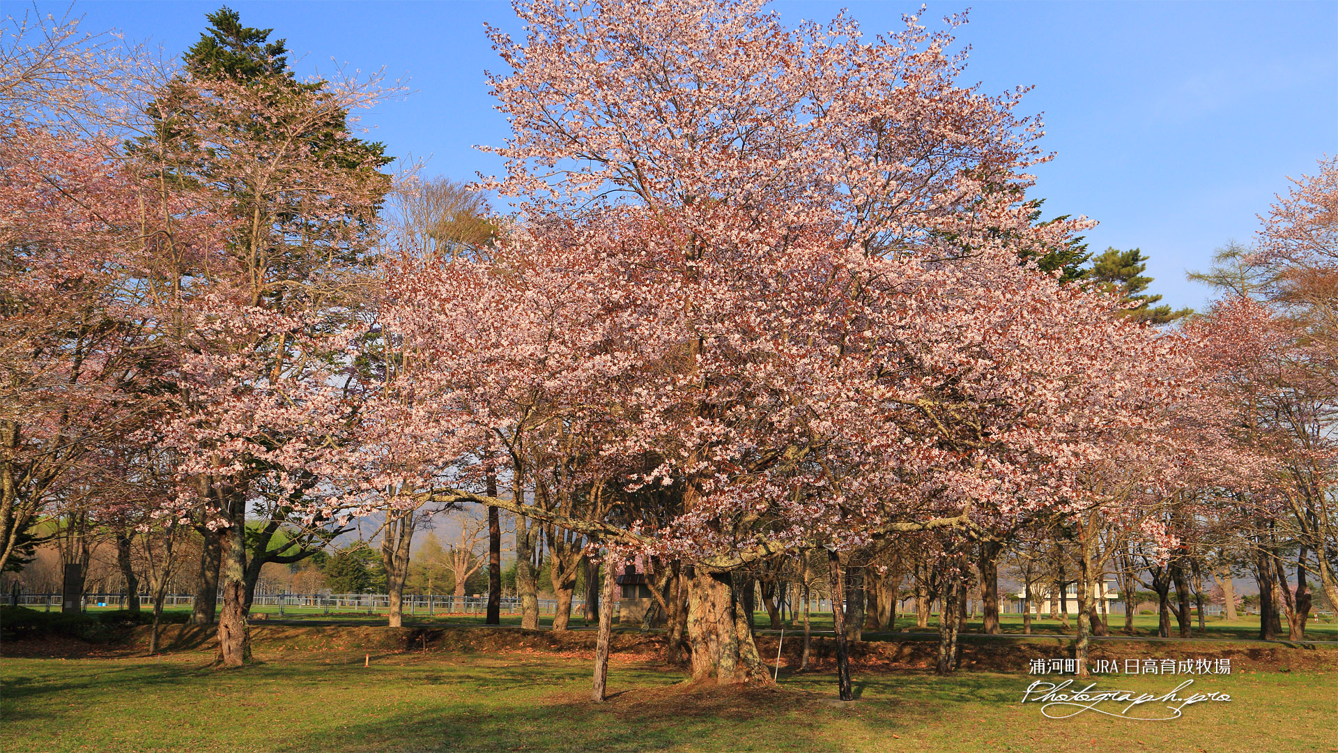 浦河町 JRA日高育成牧場の桜