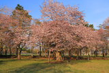浦河町 JRA日高育成牧場の桜