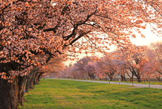 二十間道路桜並木