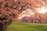 二十間道路桜並木