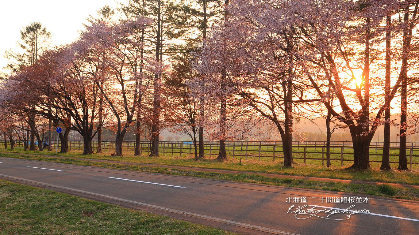 二十間道路桜並木 壁紙