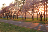 二十間道路桜並木