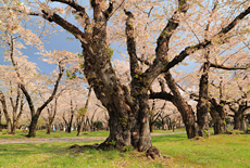 青葉ヶ丘公園の桜