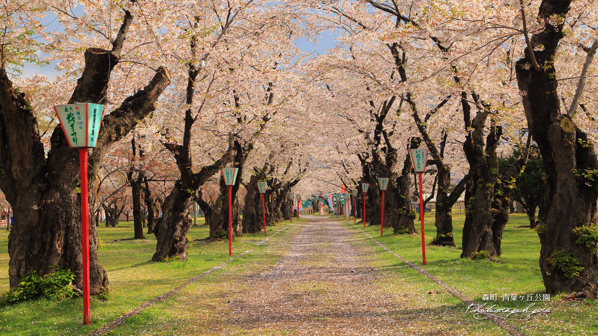 青葉ヶ丘公園の桜