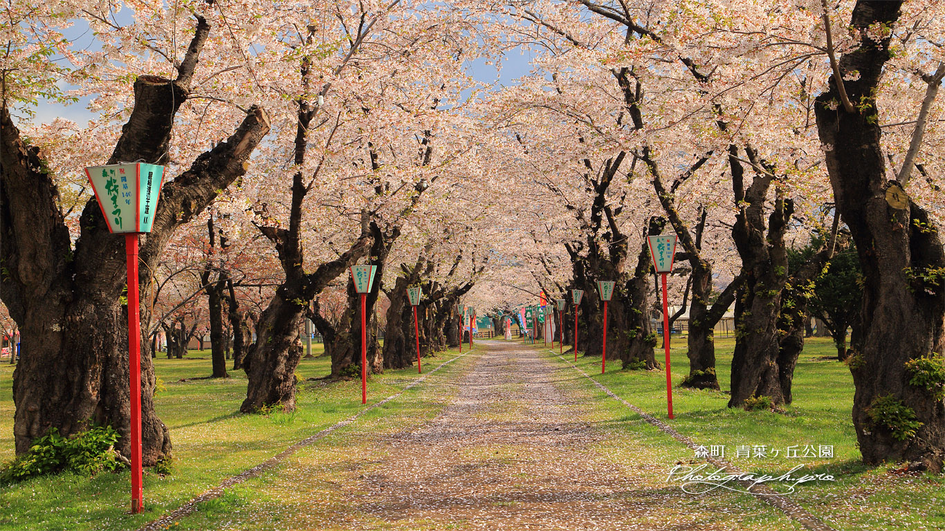 青葉ヶ丘公園の桜 壁紙