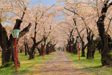 青葉ヶ丘公園の桜