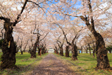 青葉ヶ丘公園の桜