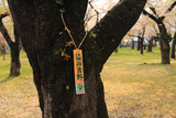 青葉ヶ丘公園の桜