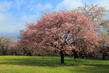 堀井緋桜