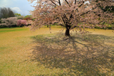 オニウシ公園の桜
