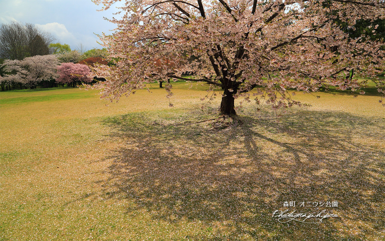 オニウシ公園の桜 壁紙