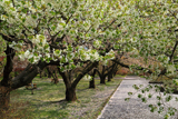 オニウシ公園の大島桜