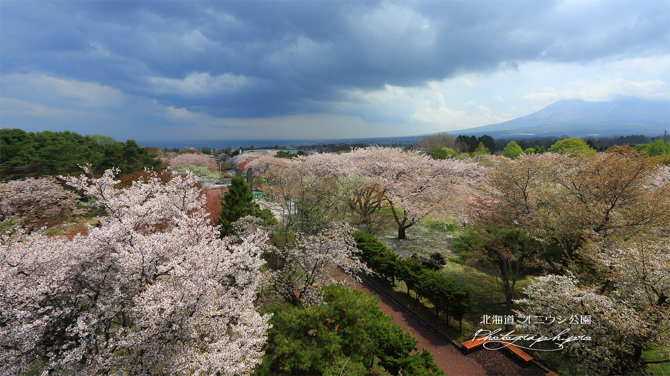 オニウシ公園の桜 壁紙