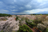 オニウシ公園の桜