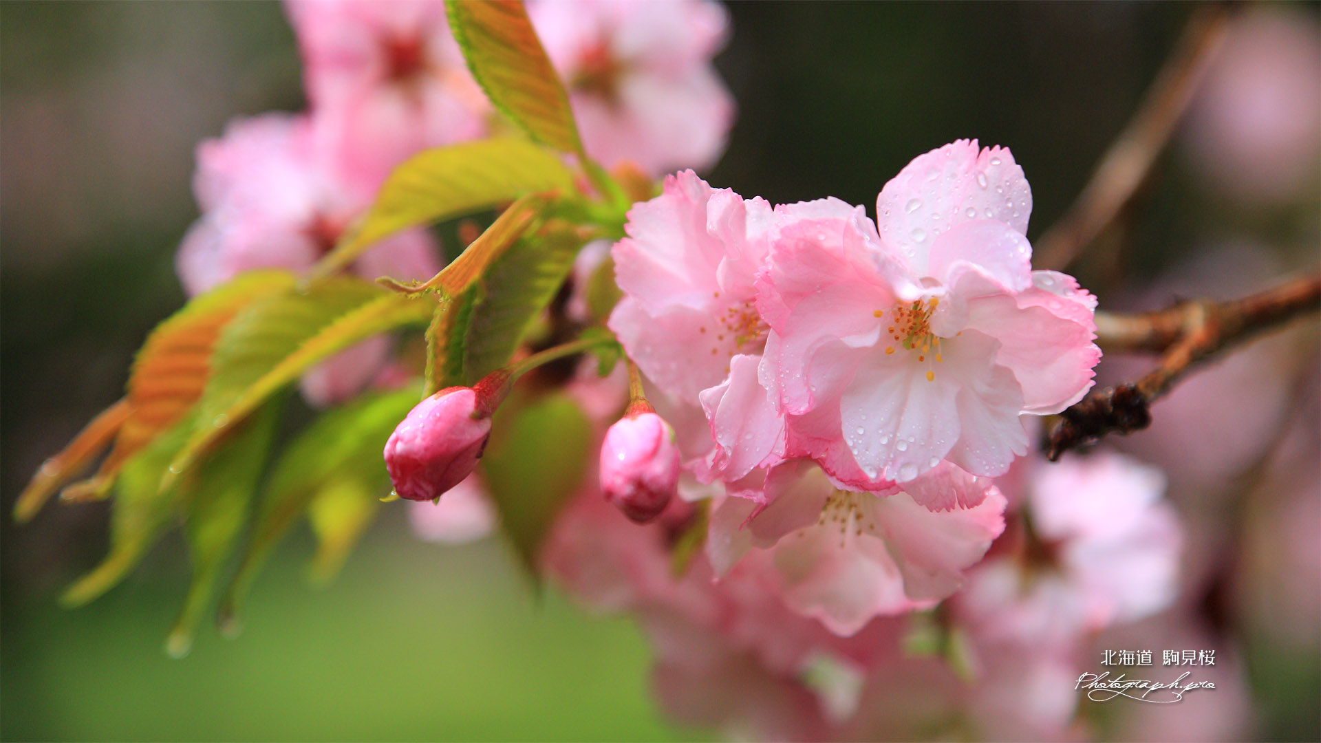 オニウシ公園の駒見桜