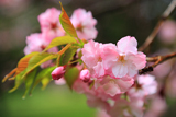 オニウシ公園の駒見桜