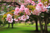 駒見桜