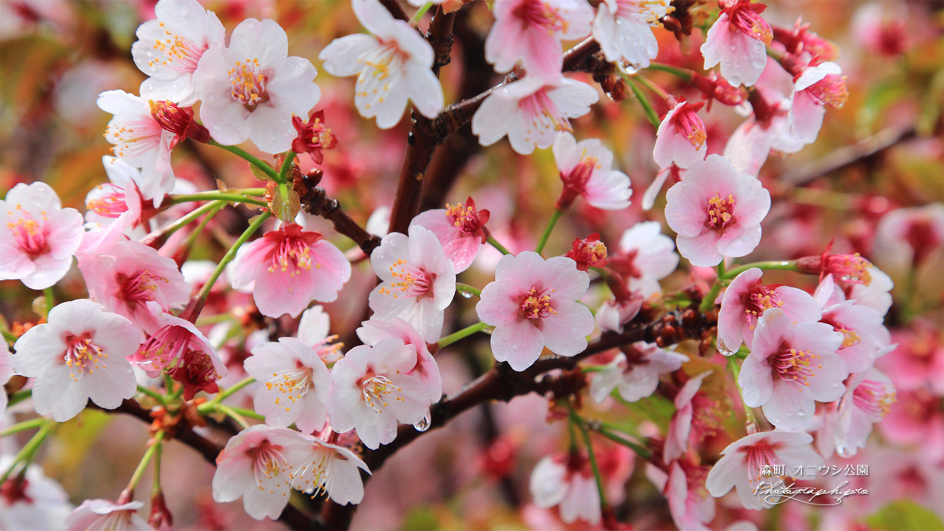 オニウシ公園の千島桜