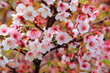 オニウシ公園の千島桜
