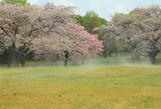 オニウシ公園の桜