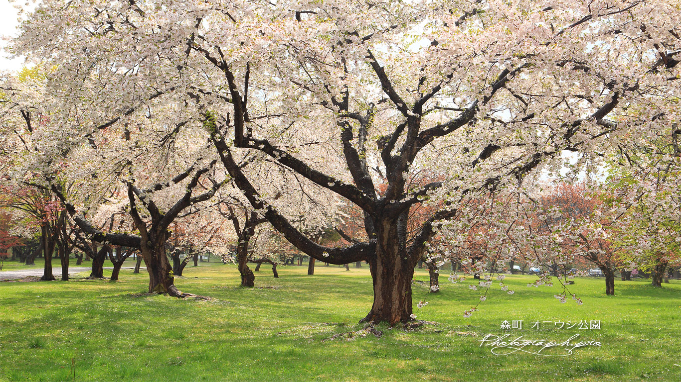 オニウシ公園の桜 壁紙