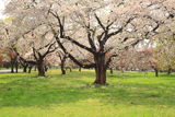 オニウシ公園の桜