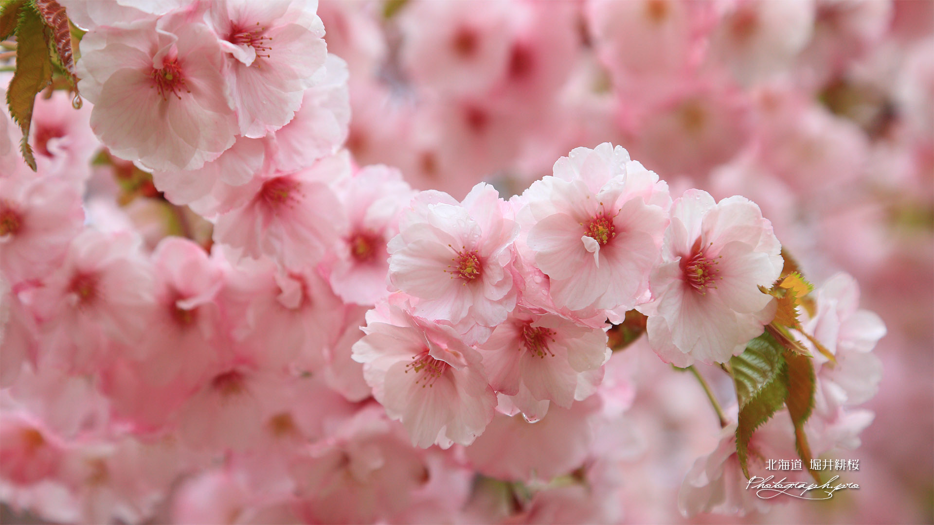 堀井緋桜