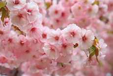 堀井緋桜