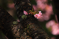 駒見桜