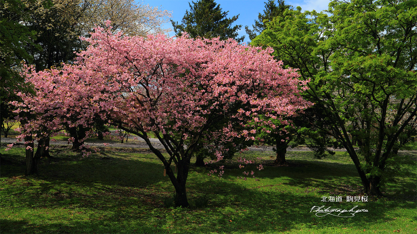 駒見桜 壁紙