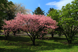 駒見桜