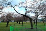 青葉ヶ丘公園の森小町