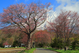 真狩神社の桜並木